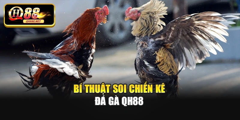 Bí thuật soi chiến kê đá gà Qh88