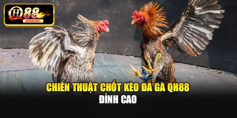 Chiến thuật chốt kèo đá gà Qh88 đỉnh cao