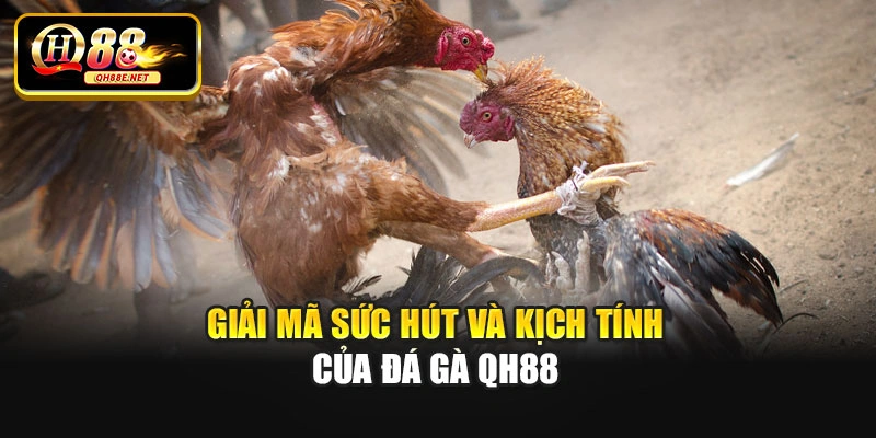 Giải mã sức hút và kịch tính của đá gà Qh88